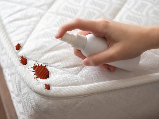 Best Local Pest Control Services  in Pine Grove, CA