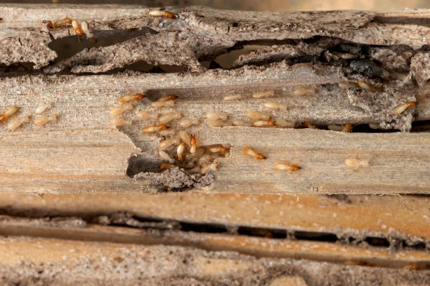 Flea Control Services in Pine Grove, CA